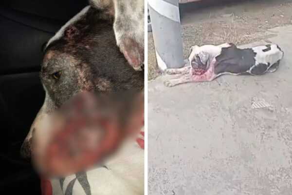 Cachorro resgatado em estado crítico mobiliza campanha por ajuda financeira em Praia Grande | cachorro-resgatado-em-estado-critico-mobiliza-campanha-por-ajuda-financeira-em-praia-grande-|