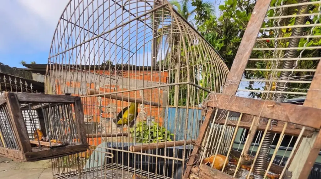 gepam-resgata-pintassilgo-usado-como-‘isca’-para-captura-de-aves-silvestres-em-mongagua